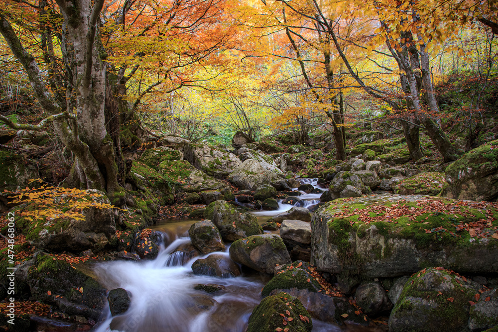 Otoño en el bosque