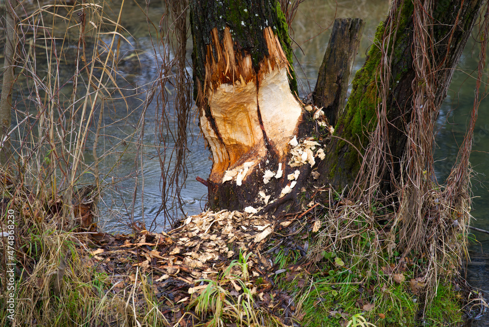 Tree trunk with beaver damage on a gray and cloudy winter day at nature preserve near the airport. Photo taken December 12th, 2021, Zurich, Switzerland. Tree trunk with beaver damage on a gray and cloudy winter day at nature preserve near the airport. Photo taken December 12th, 2021, Zurich, Switzerland.