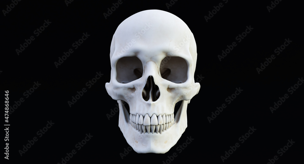 white human skull isolated on dark background, 3D render white human skull isolated on dark background, 3D render
