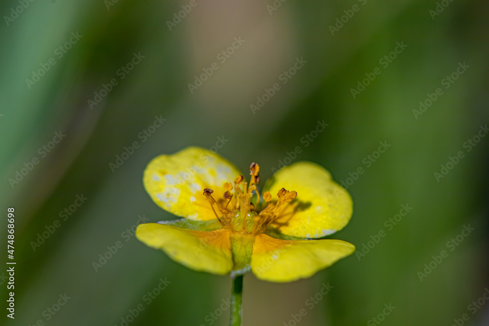 Potentilla erecta flower growing in meadow, close up Potentilla erecta flower growing in meadow, close up