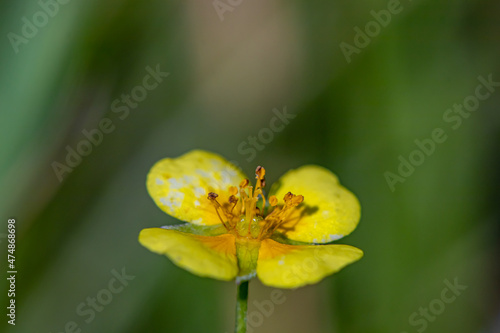 Potentilla erecta flower growing in meadow, close up   © klemen