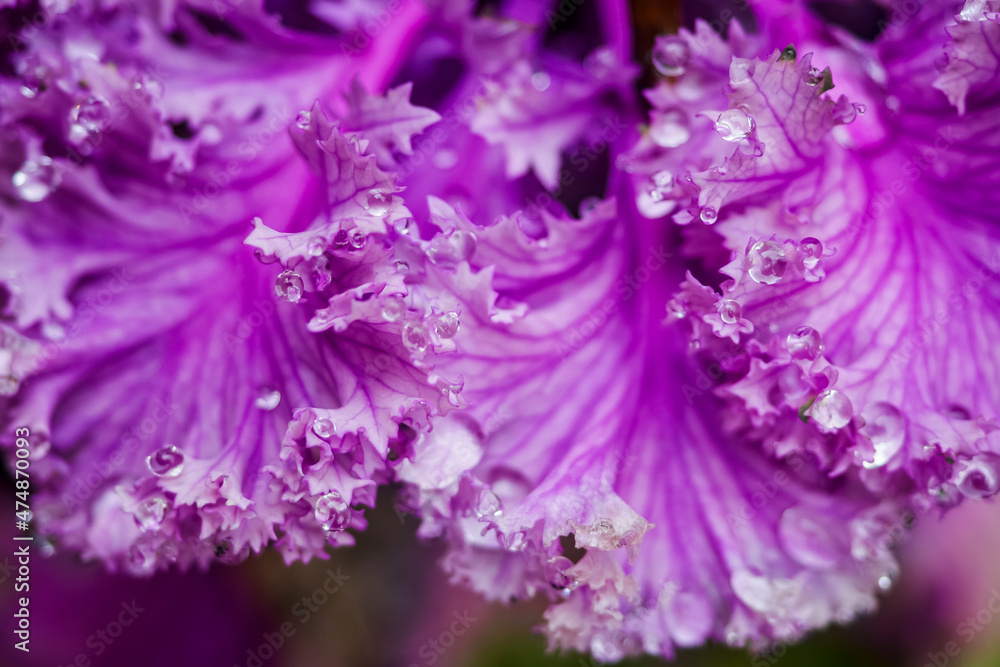 Ornamental decorative purple cabbage covered with dew drops or rain. Abstract floral background