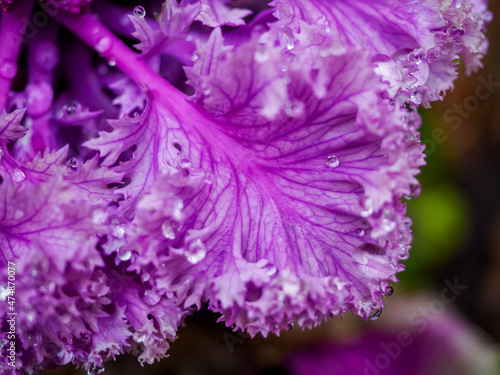 Ornamental decorative purple cabbage covered with dew drops or rain. Abstract floral background