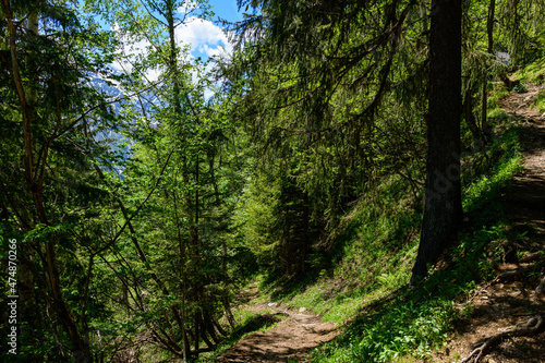 A hiking path in the forests in the Mont Blanc massif in Europe  France  the Alps  towards Chamonix  in summer  on a sunny day.