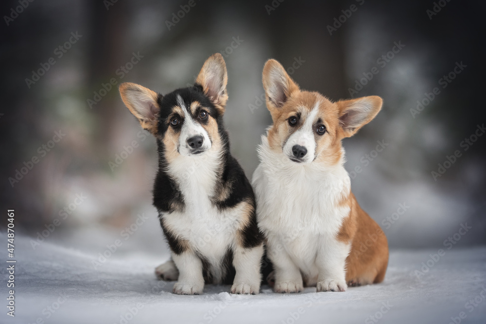 Two cute welsh corgi pembroke dog puppies sitting on a snowy path against the backdrop of a frosty winter forest. Red and tricolor dogs. Looking into the camera. Family portrait