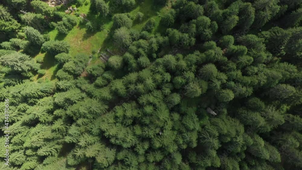 Flight over fresh evergreen forest in the mountains in Bulgaria, Europe. Flight over fresh evergreen forest in the mountains in Bulgaria, Europe.