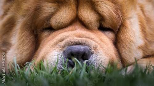 dog sleeping on grass photo