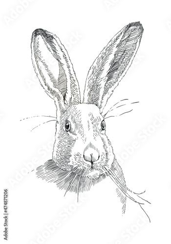 realistic portrait of a rabbit, a sketch by hand