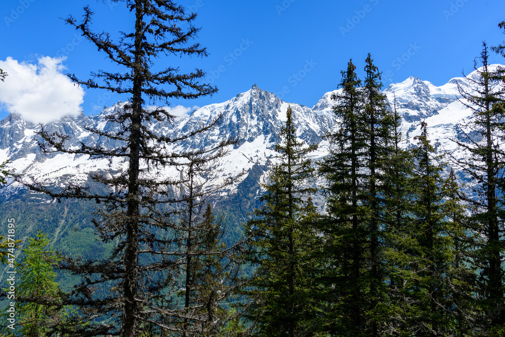 The coniferous forests in front of the Aiguille du Midi in the Mont Blanc massif in Europe, France, the Alps, towards Chamonix, in summer, on a sunny day.