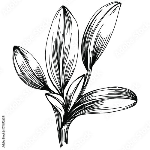 Sage vector isolated plant with leaves. Herbal engraved style illustration. Detailed organic product sketch.The best for design logo, menu, label, icon, stamp.