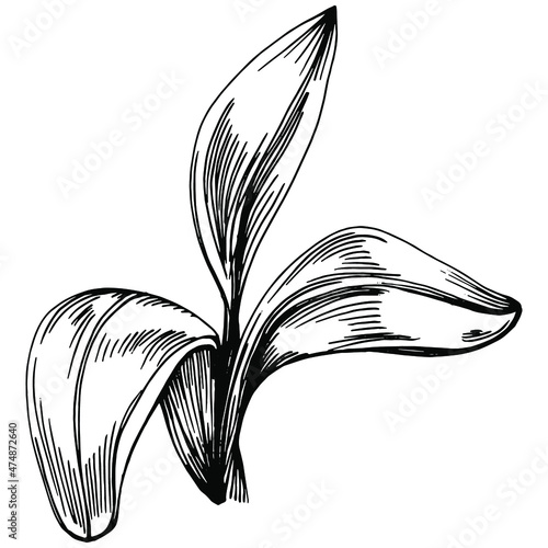 Sage vector isolated plant with leaves. Herbal engraved style illustration. Detailed organic product sketch.The best for design logo, menu, label, icon, stamp.