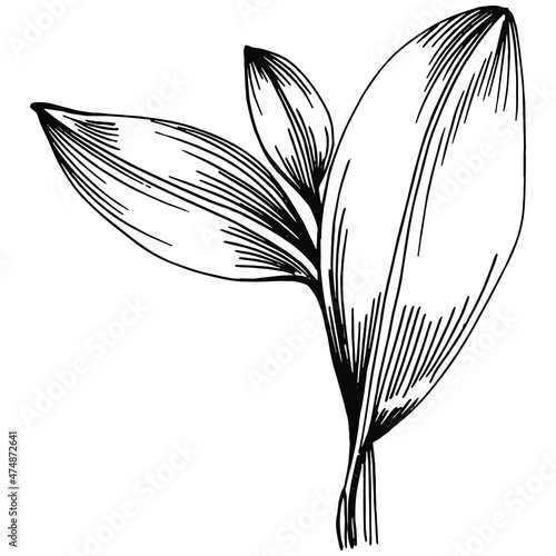 Sage vector isolated plant with leaves. Herbal engraved style illustration. Detailed organic product sketch.The best for design logo, menu, label, icon, stamp.