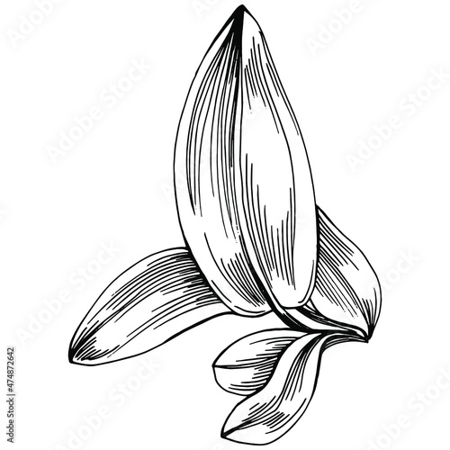 Sage vector isolated plant with leaves. Herbal engraved style illustration. Detailed organic product sketch.The best for design logo, menu, label, icon, stamp.