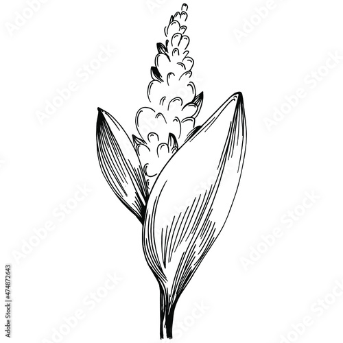 Sage vector isolated plant with leaves. Herbal engraved style illustration. Detailed organic product sketch.The best for design logo, menu, label, icon, stamp.