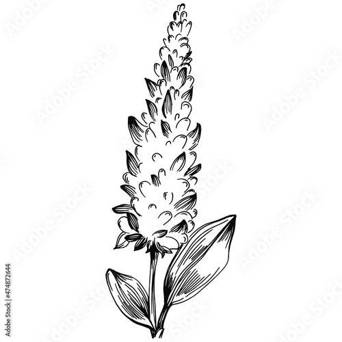 Sage vector isolated plant with leaves. Herbal engraved style illustration. Detailed organic product sketch.The best for design logo, menu, label, icon, stamp.