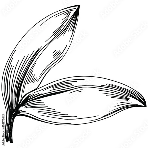 Sage vector isolated plant with leaves. Herbal engraved style illustration. Detailed organic product sketch.The best for design logo, menu, label, icon, stamp.