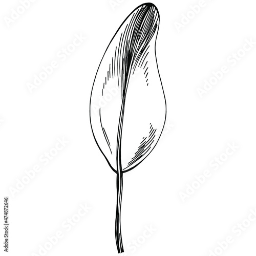 Sage vector isolated plant with leaves. Herbal engraved style illustration. Detailed organic product sketch.The best for design logo, menu, label, icon, stamp.