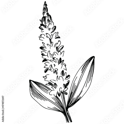 Sage vector isolated plant with leaves. Herbal engraved style illustration. Detailed organic product sketch.The best for design logo, menu, label, icon, stamp.