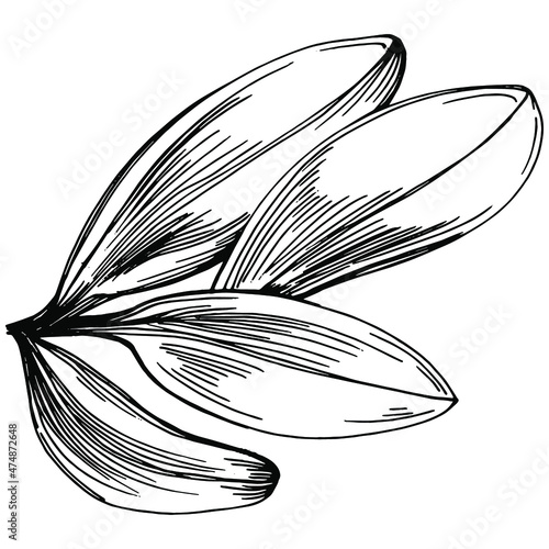 Sage vector isolated plant with leaves. Herbal engraved style illustration. Detailed organic product sketch.The best for design logo, menu, label, icon, stamp.