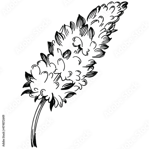 Sage vector isolated plant with leaves. Herbal engraved style illustration. Detailed organic product sketch.The best for design logo, menu, label, icon, stamp.