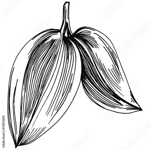 Sage vector isolated plant with leaves. Herbal engraved style illustration. Detailed organic product sketch.The best for design logo, menu, label, icon, stamp.