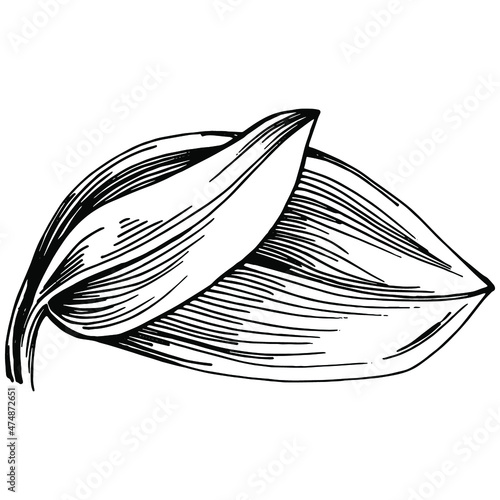 Sage vector isolated plant with leaves. Herbal engraved style illustration. Detailed organic product sketch.The best for design logo, menu, label, icon, stamp.