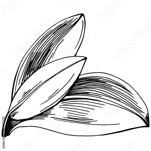 Sage vector isolated plant with leaves. Herbal engraved style illustration. Detailed organic product sketch.The best for design logo, menu, label, icon, stamp.