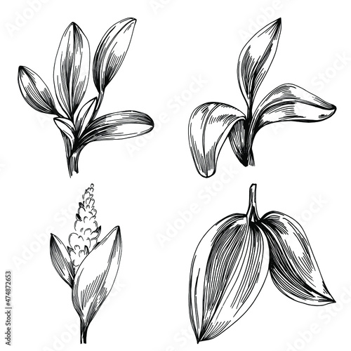 Sage vector isolated plant with leaves. Herbal engraved style illustration. Detailed organic product sketch.The best for design logo, menu, label, icon, stamp.