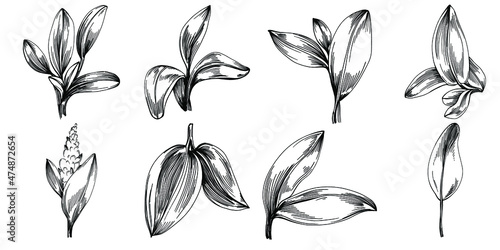 Sage vector isolated plant with leaves. Herbal engraved style illustration. Detailed organic product sketch.The best for design logo, menu, label, icon, stamp.