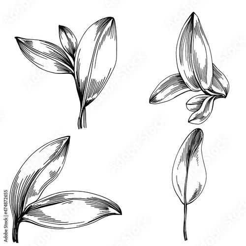 Sage vector isolated plant with leaves. Herbal engraved style illustration. Detailed organic product sketch.The best for design logo, menu, label, icon, stamp.