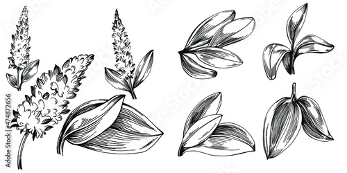Sage vector isolated plant with leaves. Herbal engraved style illustration. Detailed organic product sketch.The best for design logo, menu, label, icon, stamp.