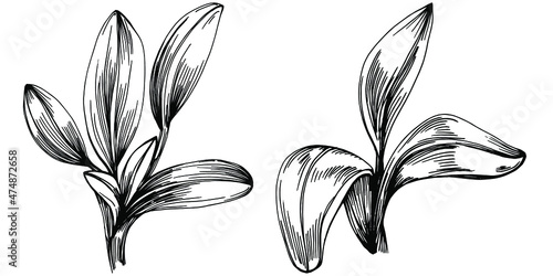 Sage vector isolated plant with leaves. Herbal engraved style illustration. Detailed organic product sketch.The best for design logo, menu, label, icon, stamp.