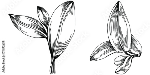 Sage vector isolated plant with leaves. Herbal engraved style illustration. Detailed organic product sketch.The best for design logo, menu, label, icon, stamp.