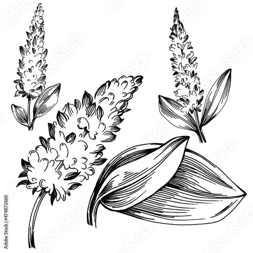 Sage vector isolated plant with leaves. Herbal engraved style illustration. Detailed organic product sketch.The best for design logo, menu, label, icon, stamp.