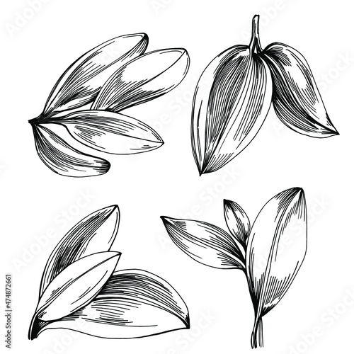 Sage vector isolated plant with leaves. Herbal engraved style illustration. Detailed organic product sketch.The best for design logo, menu, label, icon, stamp.