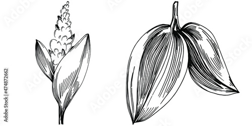 Sage vector isolated plant with leaves. Herbal engraved style illustration. Detailed organic product sketch.The best for design logo, menu, label, icon, stamp.