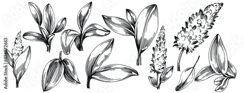 Sage vector isolated plant with leaves. Herbal engraved style illustration. Detailed organic product sketch.The best for design logo, menu, label, icon, stamp.