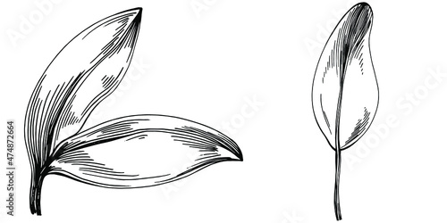 Sage vector isolated plant with leaves. Herbal engraved style illustration. Detailed organic product sketch.The best for design logo, menu, label, icon, stamp.