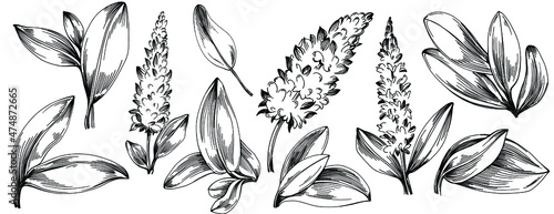 Sage vector isolated plant with leaves. Herbal engraved style illustration. Detailed organic product sketch.The best for design logo, menu, label, icon, stamp.