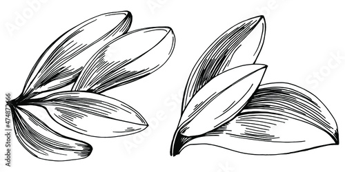 Sage vector isolated plant with leaves. Herbal engraved style illustration. Detailed organic product sketch.The best for design logo, menu, label, icon, stamp.