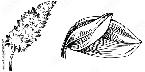 Sage vector isolated plant with leaves. Herbal engraved style illustration. Detailed organic product sketch.The best for design logo, menu, label, icon, stamp.