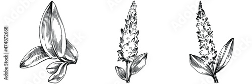 Sage vector isolated plant with leaves. Herbal engraved style illustration. Detailed organic product sketch.The best for design logo, menu, label, icon, stamp.