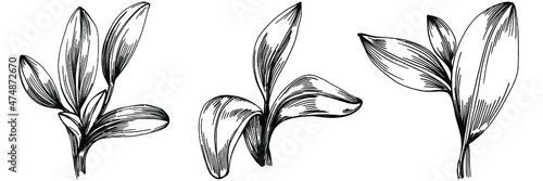 Sage vector isolated plant with leaves. Herbal engraved style illustration. Detailed organic product sketch.The best for design logo, menu, label, icon, stamp.