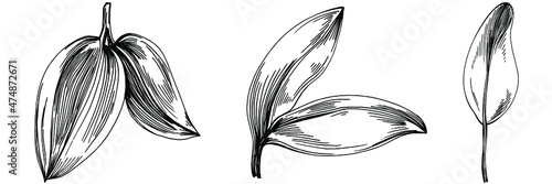 Sage vector isolated plant with leaves. Herbal engraved style illustration. Detailed organic product sketch.The best for design logo, menu, label, icon, stamp.