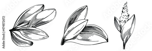 Sage vector isolated plant with leaves. Herbal engraved style illustration. Detailed organic product sketch.The best for design logo, menu, label, icon, stamp.