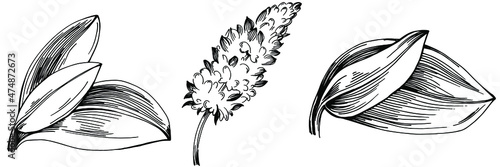 Sage vector isolated plant with leaves. Herbal engraved style illustration. Detailed organic product sketch.The best for design logo, menu, label, icon, stamp.