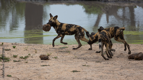 African wild dog pack playing with elephant dung