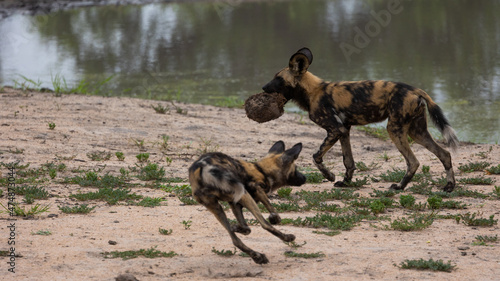 African wild dog pack playing with elephant dung