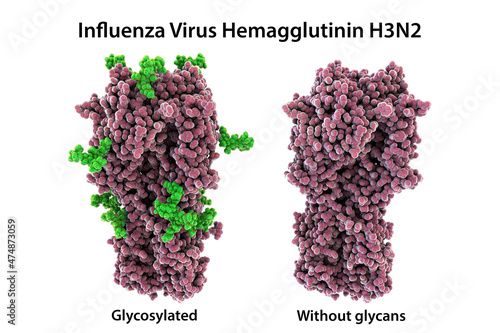 Molecular model of influenza virus hemagglutinin photo