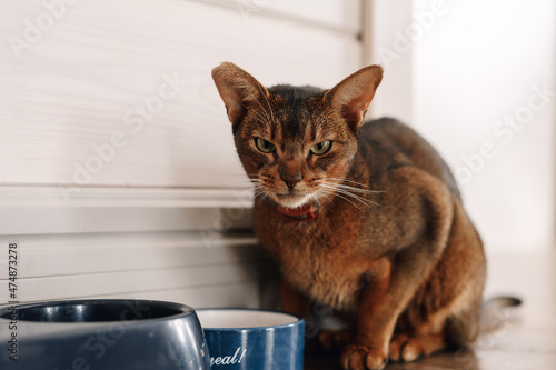 Ginger Abyssinian cat near his bowls © Tatiana